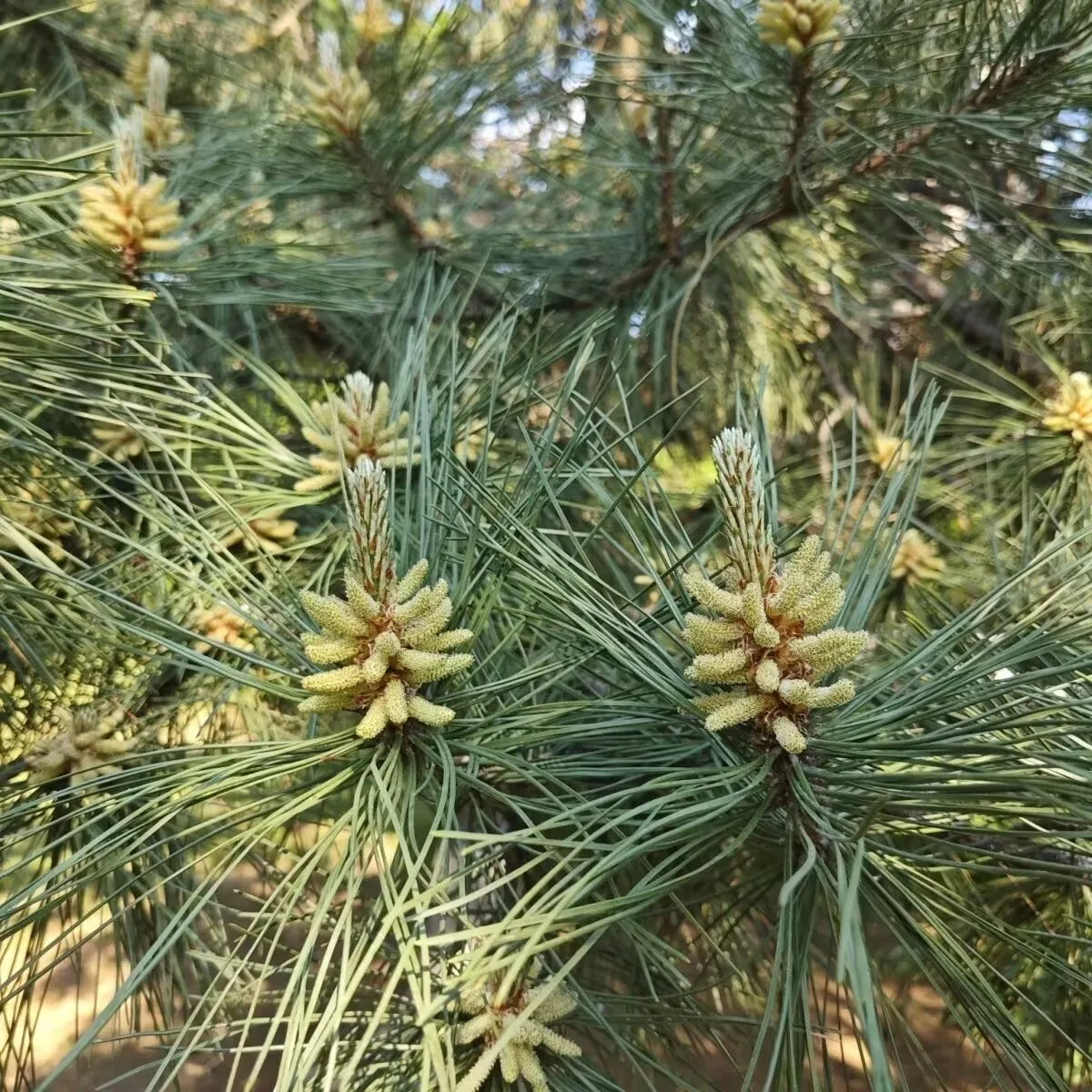 Natural High-Quality Pine Pollen &amp; Pine Needle Powder | Food-Grade Safe for Soap, Candle Fragrance &amp; Essence Blending